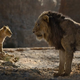 Simba and Scar having a conversation.